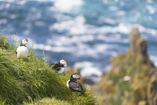 Atlantic puffins, Mykines island, Faroe Islands, Denmark