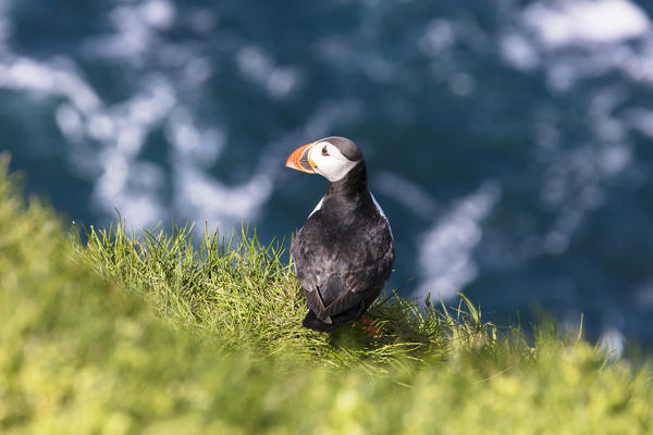 Atlantic puffin on grass, Mykines island, Faroe Islands, Denmark