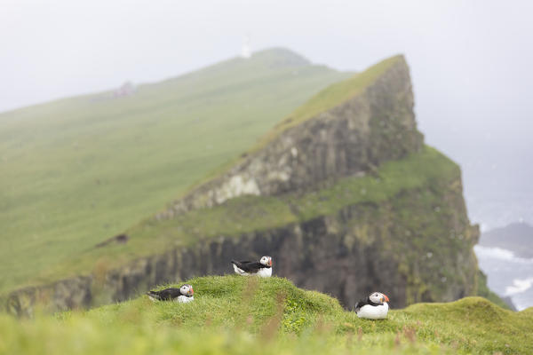 Atlantic puffins on cliffs, Mykines island, Faroe Islands, Denmark