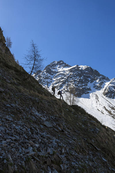 Hikers proceed with snowy peaks in the background Poschiavo Valley Canton of Graubünden Switzerland 
