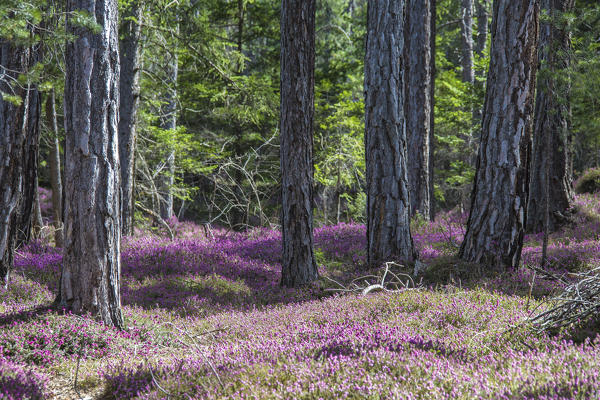 The colorful woods in spring close to the spa of Bagni Vecchi Bormio Upper Valtellina Lombardy Italy 