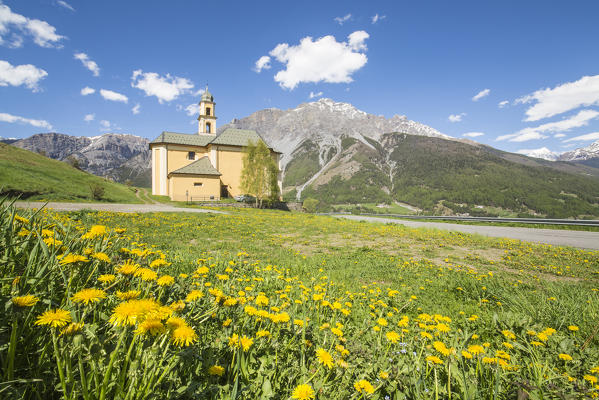 Yellow flowers and green meadows frame the church of Oga Bormio Stelvio National Park Upper Valtellina Lombardy Italy 