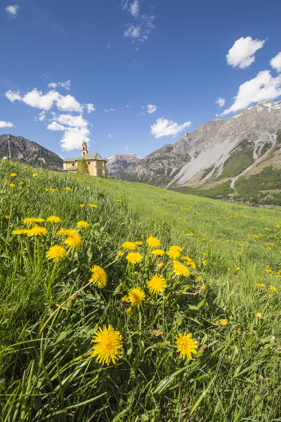 Yellow flowers and green meadows frame the church of Oga Bormio Stelvio National Park Upper Valtellina Lombardy Italy 