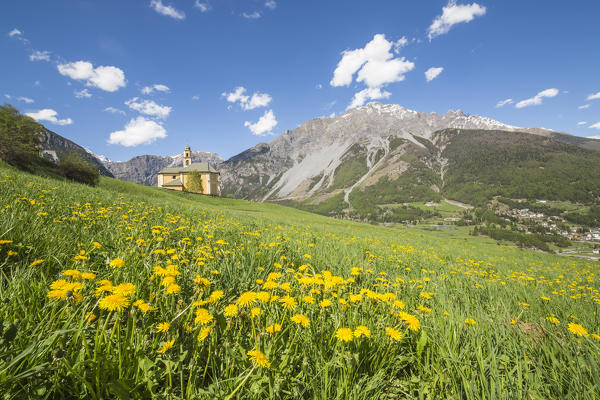 Yellow flowers and green meadows frame the church of Oga Bormio Stelvio National Park Upper Valtellina Lombardy Italy 