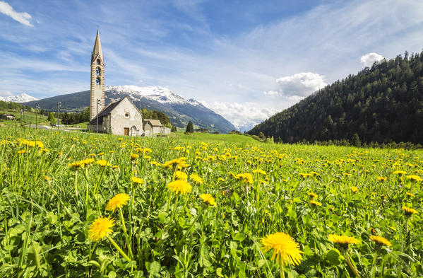 Yellow flowers and green meadows frame the church of Premadio Bormio Stelvio National Park Valtellina Lombardy Italy 