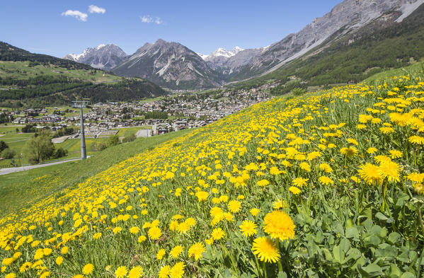 The colors of spring flowering with the village of Bormio in the background Upper Valtellina Lombardy Italy 