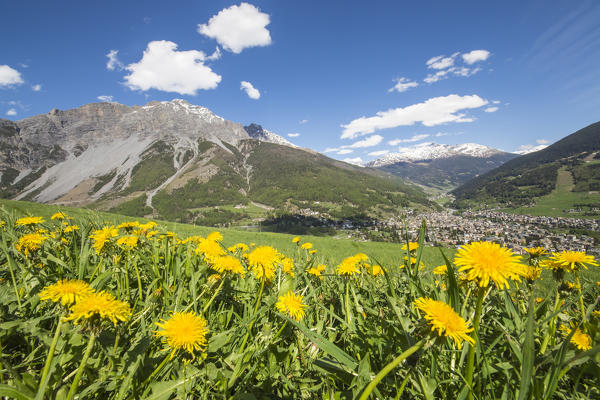 Yellow flowers frames the village of Bormio Stelvio National Park Upper Valtellina Lombardy Italy 