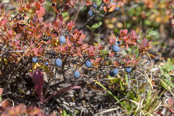 Close-up of blueberries, Val Vezzola, Valdidentro, Valtellina, Sondrio province, Lombardy, Italy