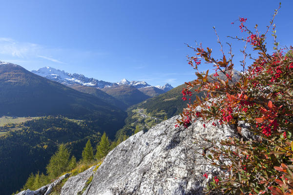 Red berries during autumn, Val Vezzola, Valdidentro, Valtellina, Sondrio province, Lombardy, Italy