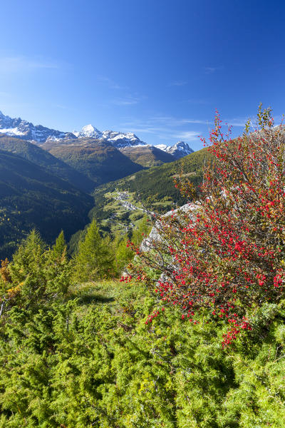 Red berries during autumn, Val Vezzola, Valdidentro, Valtellina, Sondrio province, Lombardy, Italy