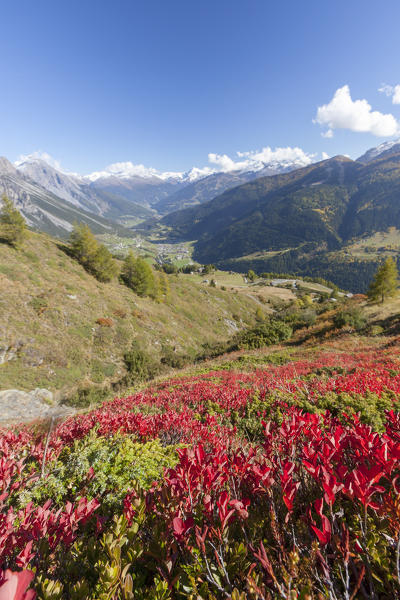 Red plants during autumn, Val Vezzola, Valdidentro, Valtellina, Sondrio province, Lombardy, Italy