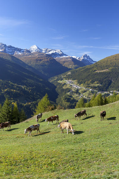Cows grazing, Val Vezzola, Valdidentro, Valtellina, Sondrio province, Lombardy, Italy