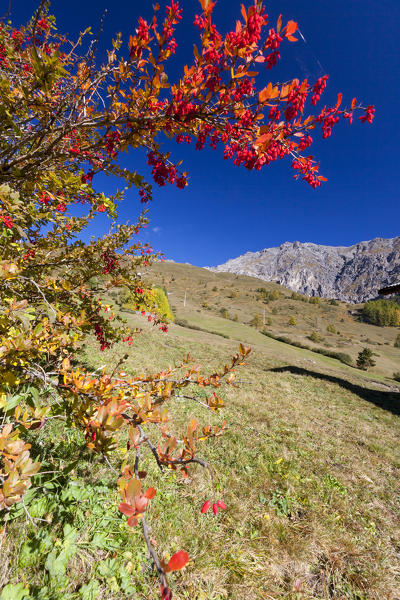 Red berries during autumn, Val Vezzola, Valdidentro, Valtellina, Sondrio province, Lombardy, Italy