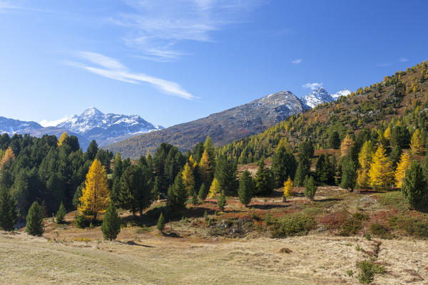 Colorful woods in autumn, Val Vezzola, Valdidentro, Valtellina, Sondrio province, Lombardy, Italy