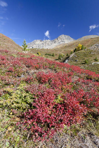 Red plants in autumn, Val Vezzola, Valdidentro, Valtellina, Sondrio province, Lombardy, Italy