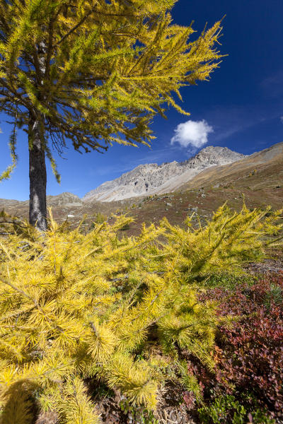 Yellow larch during autumn, Val Vezzola, Valdidentro, Valtellina, Sondrio province, Lombardy, Italy