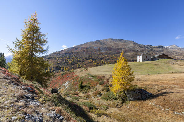 Yellow larches during autumn, Val Vezzola, Valdidentro, Valtellina, Sondrio province, Lombardy, Italy