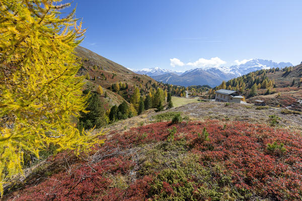 Yellow larches during autumn, Val Vezzola, Valdidentro, Valtellina, Sondrio province, Lombardy, Italy