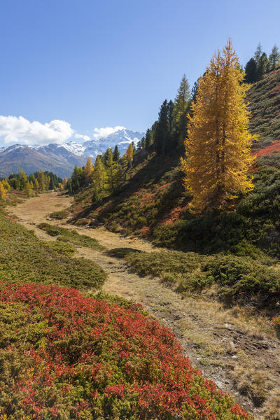 Val Vezzola during autumn, Valdidentro, Valtellina, Sondrio province, Lombardy, Italy