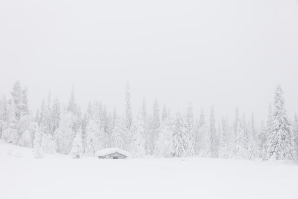 Mist on the snowy forest, Levi, Kittila, Lapland, Finland