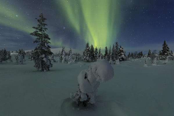 Northern lights on frozen trees, Pallas-Yllastunturi National Park, Muonio, Lapland, Finland