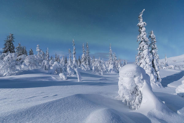 Northern lights on forest covered with snow, Pallas-Yllastunturi National Park, Muonio, Lapland, Finland