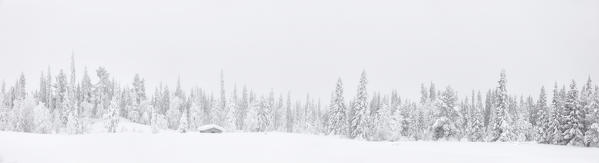 Panoramic of snowy forest in the mist, Levi, Kittila, Lapland, Finland