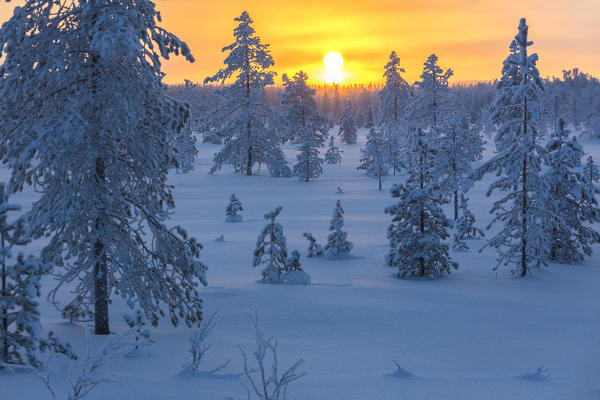 Sunset on frozen forest covered with snow, Luosto, Sodankyla municipality, Lapland, Finland