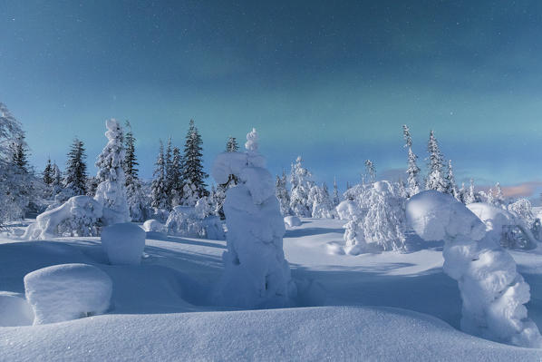 Aurora Borealis on frozen dwarf shrubs, Pallas-Yllastunturi National Park, Muonio, Lapland, Finland