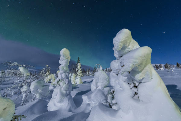 Northern lights on frozen dwarf shrubs, Pallas-Yllastunturi National Park, Muonio, Lapland, Finland
