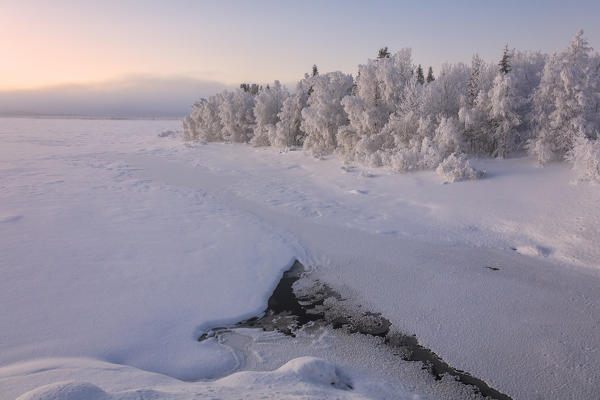 Ice covered trees in the snowy woods, Muonio, Lapland, Finland