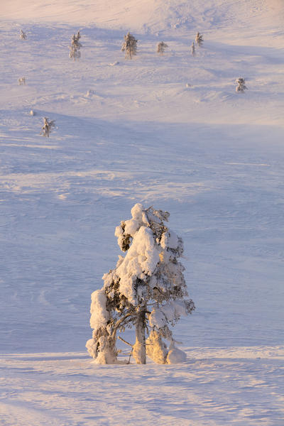Frozen dwarf shrub, Pallas-Yllastunturi National Park, Muonio, Lapland, Finland