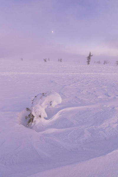 Sunrise on frozen dwarf shrub, Pallas-Yllastunturi National Park, Muonio, Lapland, Finland