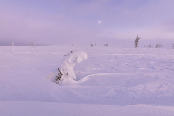 Sunrise on frozen dwarf shrub, Pallas-Yllastunturi National Park, Muonio, Lapland, Finland