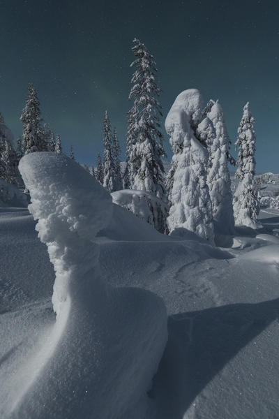Frozen trees, Pallas-Yllastunturi National Park, Muonio, Lapland, Finland