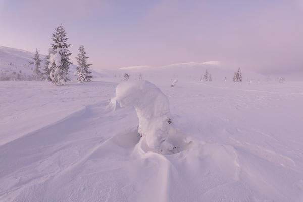 Frozen dwarf shrub, Pallas-Yllastunturi National Park, Muonio, Lapland, Finland