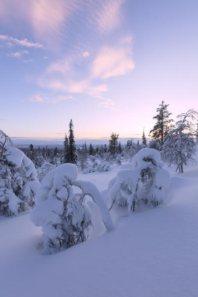 Frozen dwarf shrub at sunset, Pallas-Yllastunturi National Park, Muonio, Lapland, Finland