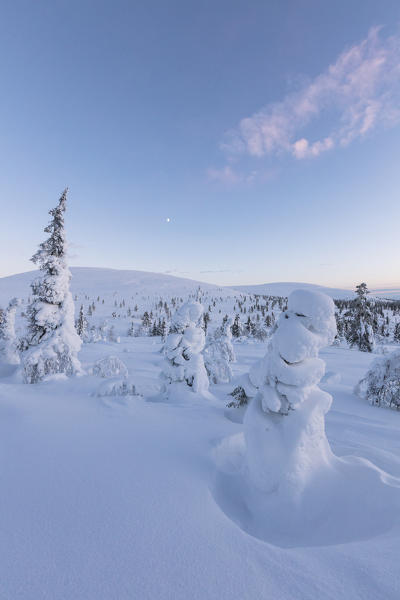 Frozen dwarf shrub and trees, Pallas-Yllastunturi National Park, Muonio, Lapland, Finland
