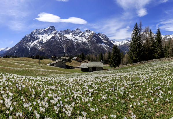 Blooming of Crocus flowers, Bracciascia alp, Malenco Valley, province of Sondrio, Valtellina, Lombardy, Italy