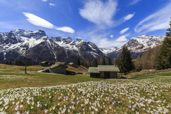 Blooming of Crocus flowers, Bracciascia alp, Malenco Valley, province of Sondrio, Valtellina, Lombardy, Italy