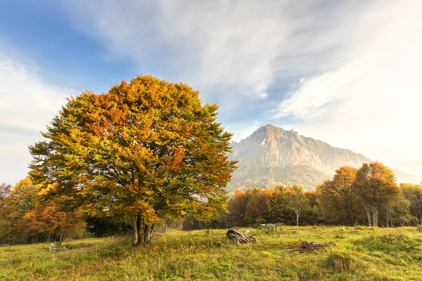 Colorful tree and Grigna Meridionale in the background, Piani Resinelli, Valsassina, Lecco province, Lombardy, Italy