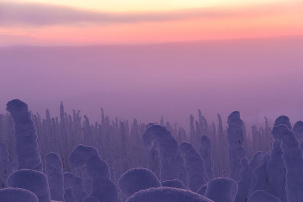 Pink sunrise on frozen trees, Riisitunturi National Park, Posio, Lapland, Finland