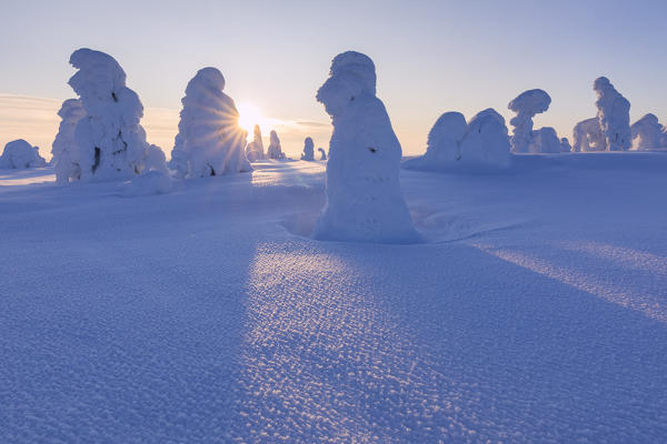 Sunburst on snow covered trees, Riisitunturi National Park, Posio, Lapland, Finland