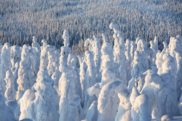 Frozen forest, Riisitunturi National Park, Posio, Lapland, Finland