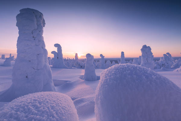 Colorful dusk on the frozen trees, Riisitunturi National Park, Posio, Lapland, Finland