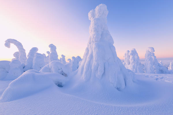 Sunrise on frozen trees, Riisitunturi National Park, Posio, Lapland, Finland