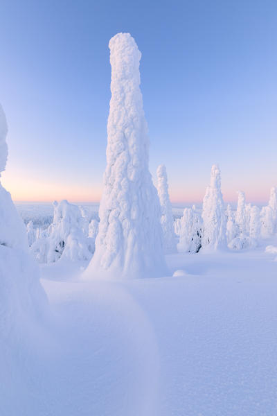 Tall frozen tree, Riisitunturi National Park, Posio, Lapland, Finland