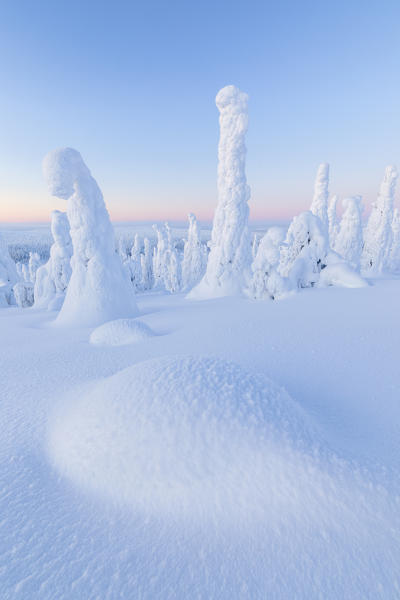 Snow covered forest at dawn, Riisitunturi National Park, Posio, Lapland, Finland
