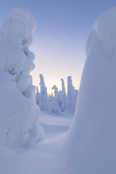 Frozen trees, Riisitunturi National Park, Posio, Lapland, Finland