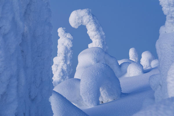 Frozen trees, Riisitunturi National Park, Posio, Lapland, Finland